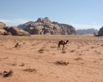 IMG_2239 IMG_2239