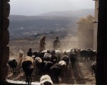 Pastevci zahani stado mestskou branou v Tule Pastevci zahani stado mestskou branou v Tule